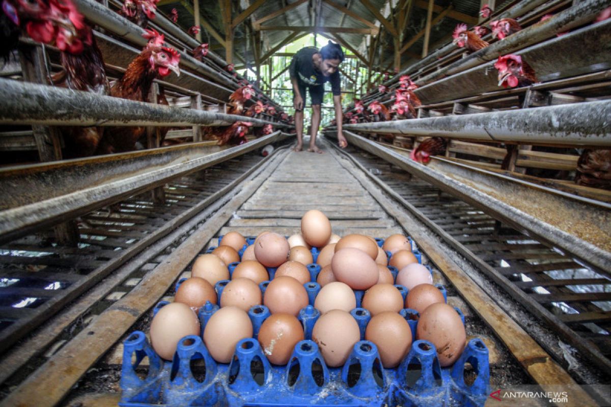 Pemerintah perlu perhatikan kebutuhan pakan peternak ayam