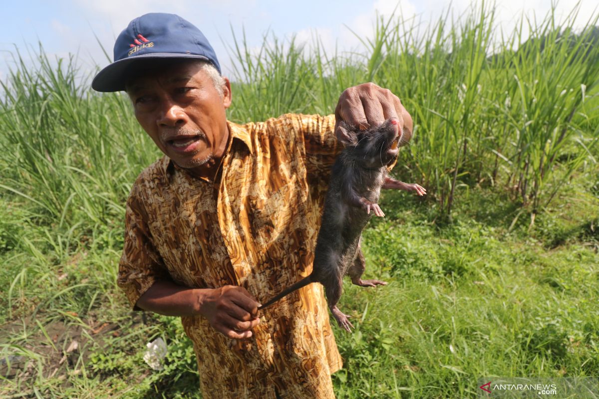 Petani di Minggir Sleman berburu hama tikus