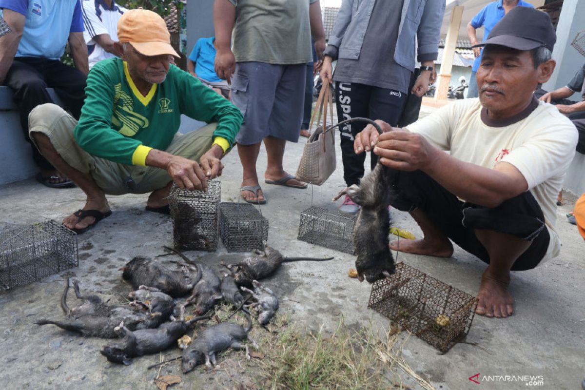 Hama tikus di Flores Timur makin merajalela