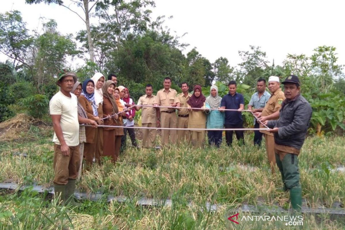Produktivitas panen perdana bawang merah petani Tapsel capai 21 ton per hektare