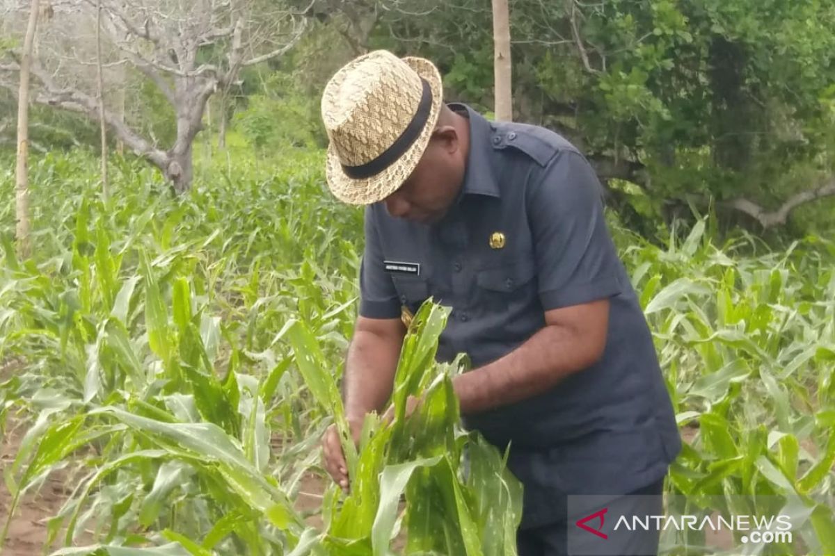 Petani jagung NTT rugi Rp120 miliar akibat hama ulat grayak