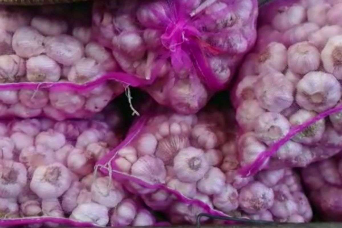 Stok aman, harga bawang putih di Jateng berangsur normal