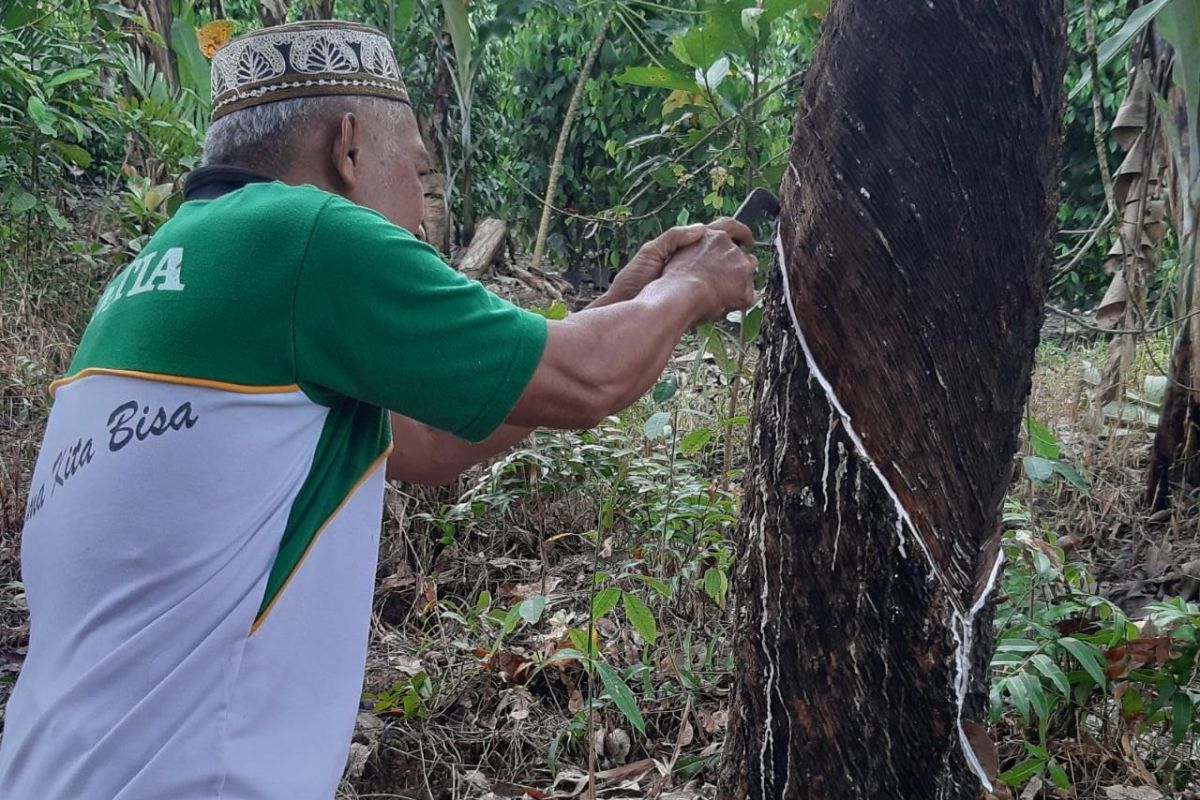 Kualitas pengaruhi harga karet di Kalbar