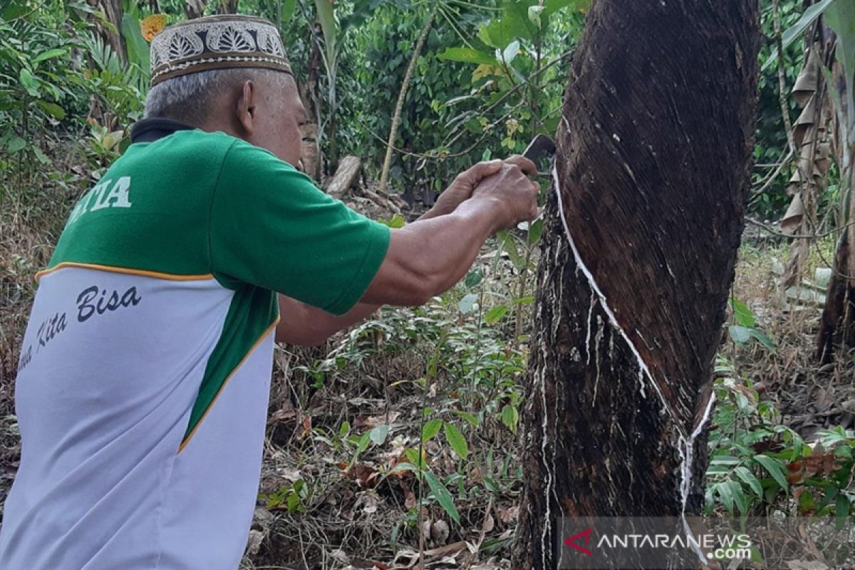 Produktivitas dan kualitas masih menjadi kendala petani karet Kalbar