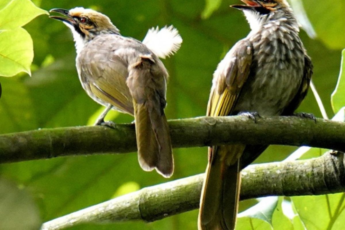 Indonesia nomor empat  di dunia terbanyak miliki burung