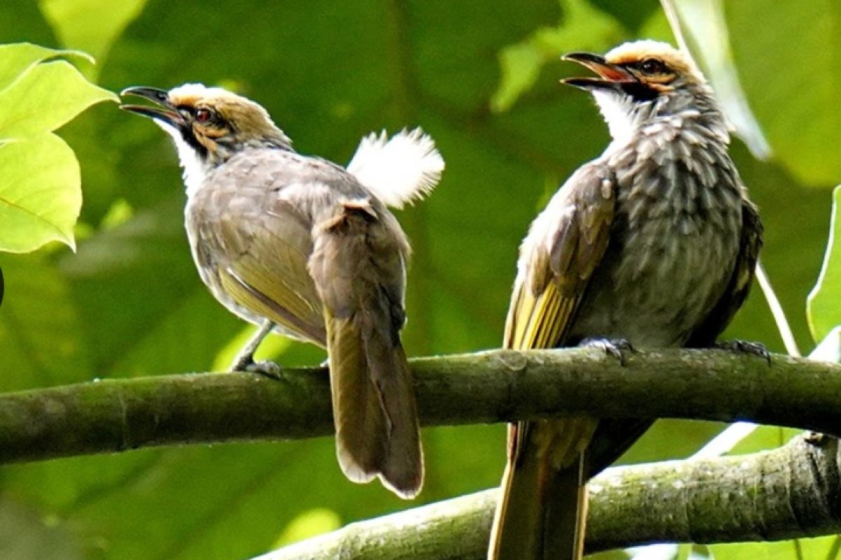 Indonesia urutan keempat  terbanyak burung di dunia