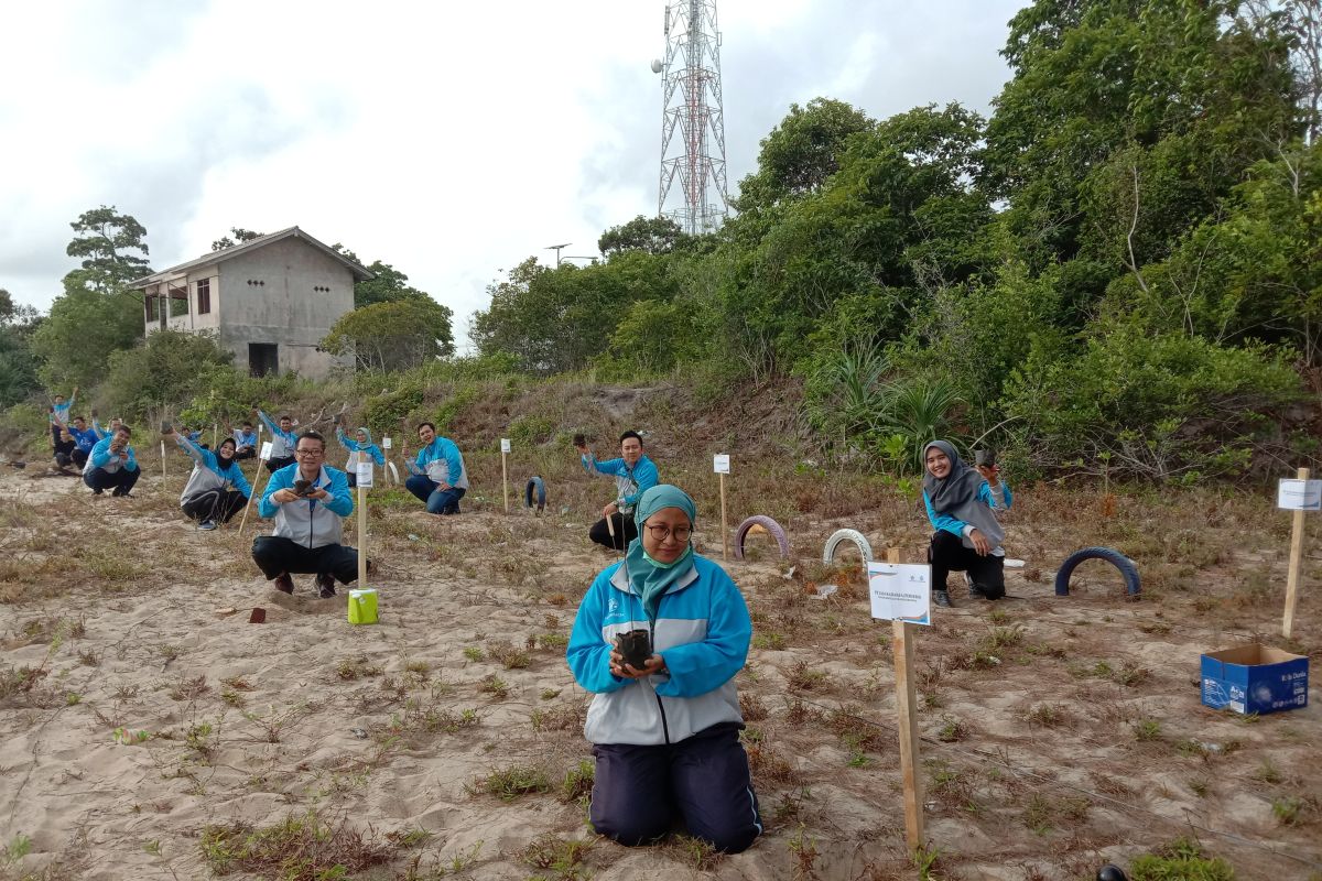 Jasa Raharja Babel tanam 100 bibit pohon cemara laut