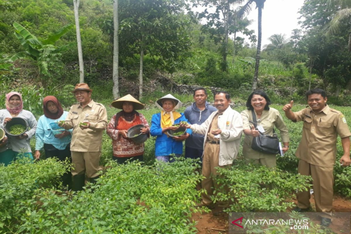 Petani Gunung Kidul mulai beralih tanam cabai rawit hijau