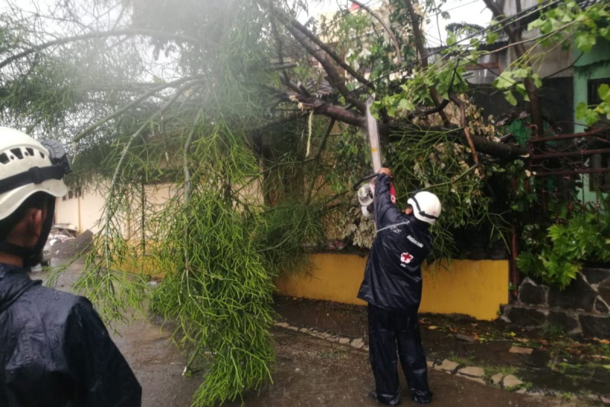 Hujan disertai angin kencang akibatkan puluhan pohon tumbang di DIY