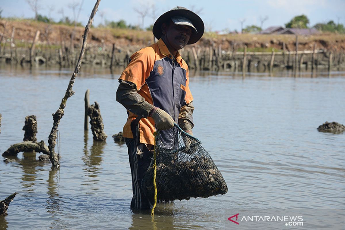 Petani tiram mandiri belum tersentuh bantuan