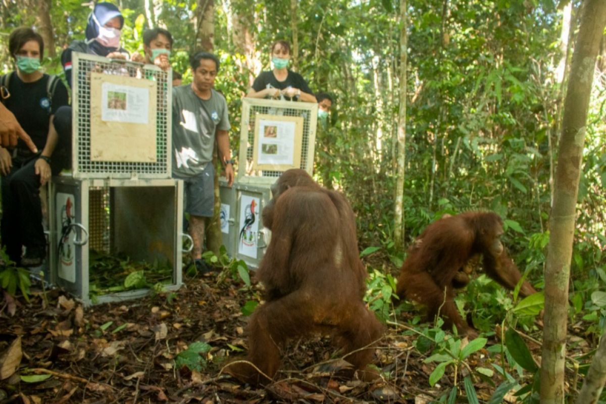 Five orangutans released into Bukit Baka-Bukit Raya National Park