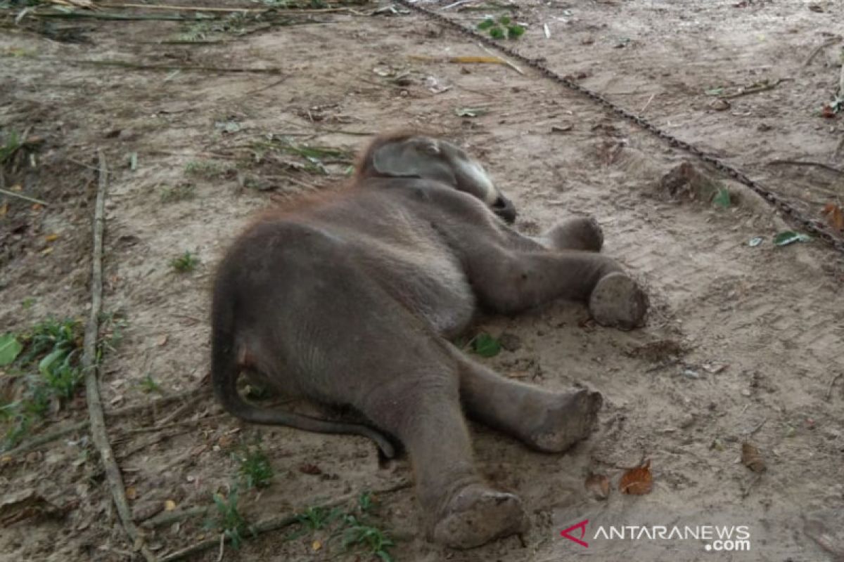 Bayi gajah sumatera mati di PLG Riau, begini kronologinya