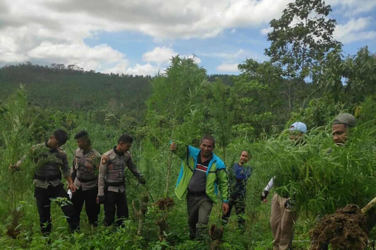 Polisi musnahkan ladang ganja seluas 4 hektare di Sawang, Aceh Utara