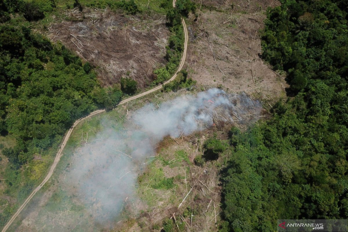 Hutan berkurang  wabah menyerbu