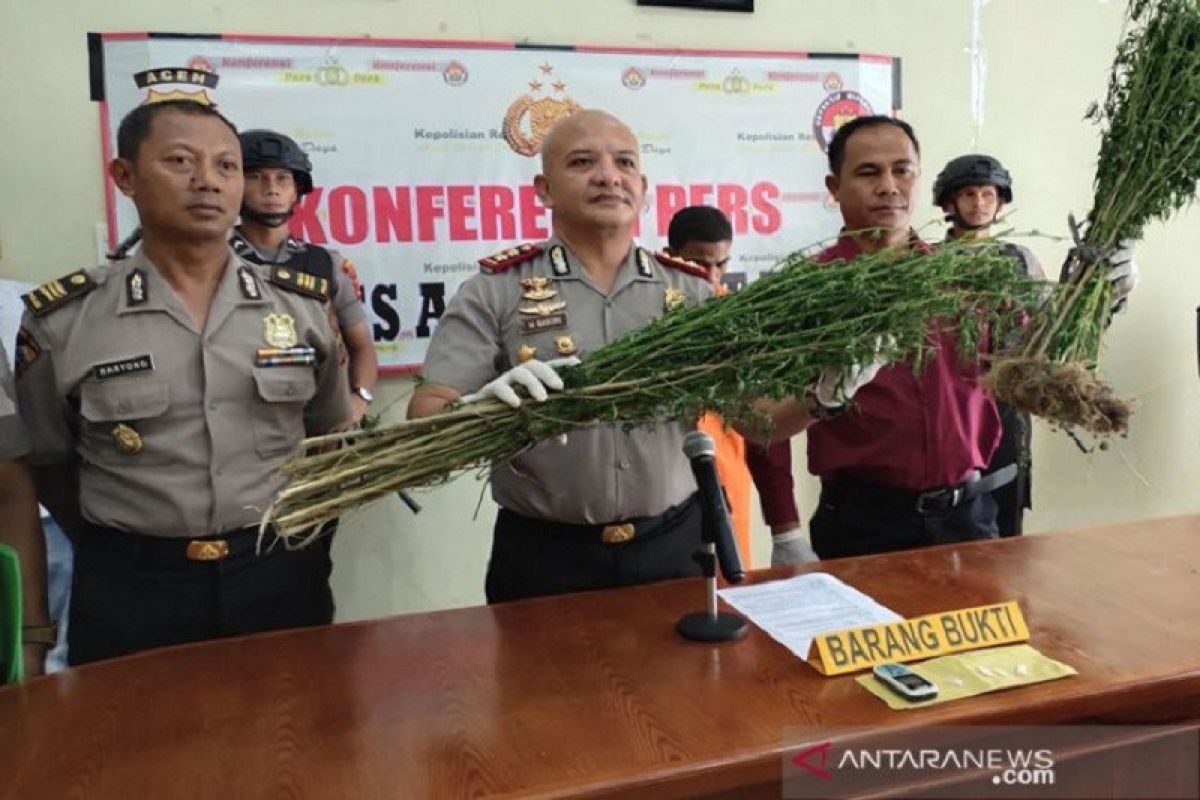 Polres Abdya tangkap penanam dan pemilik kebun ganja di Aceh barat