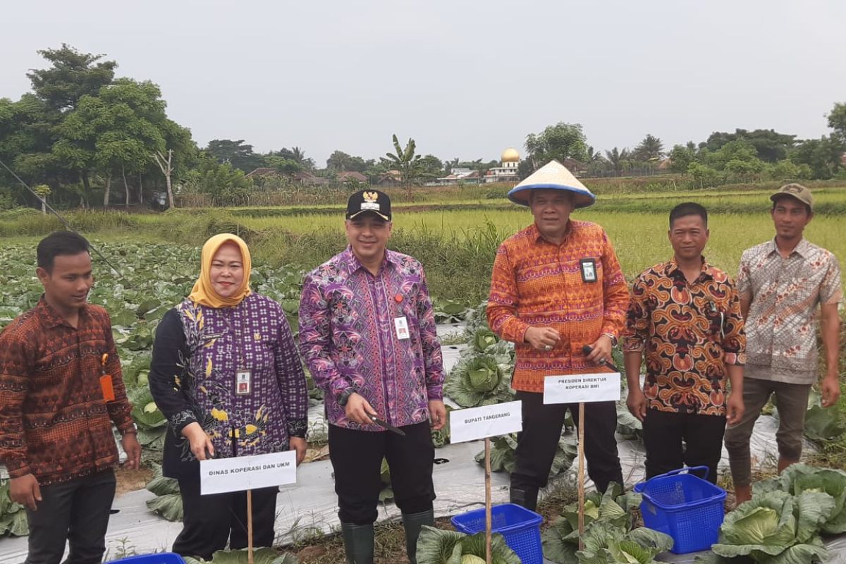 Pemkab Tangerang apresiasi petani garap tanaman sayuran di lahan tadah hujan