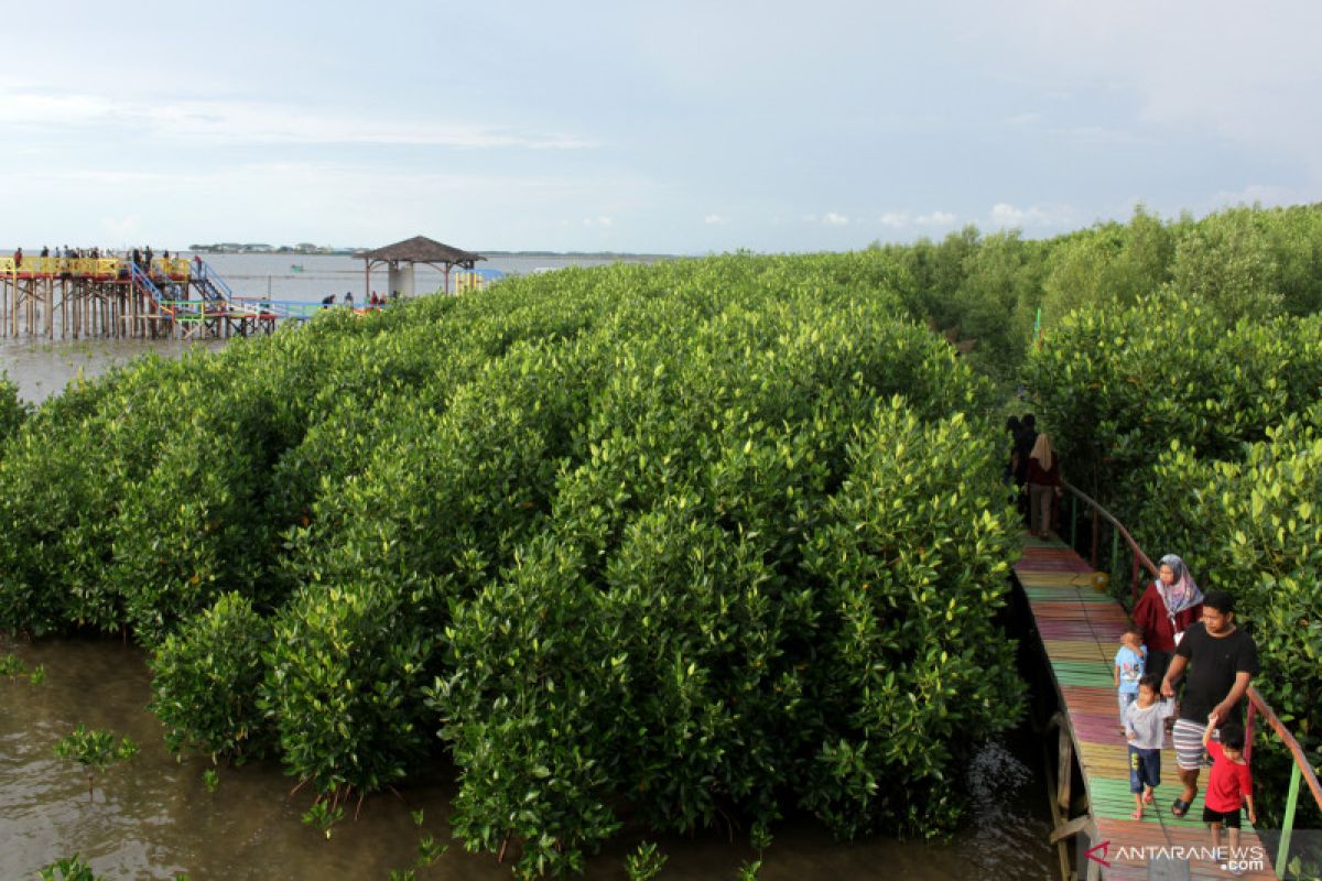 KKP targetkan rehabilitasi 200 hektare lahan mangrove pada 2020