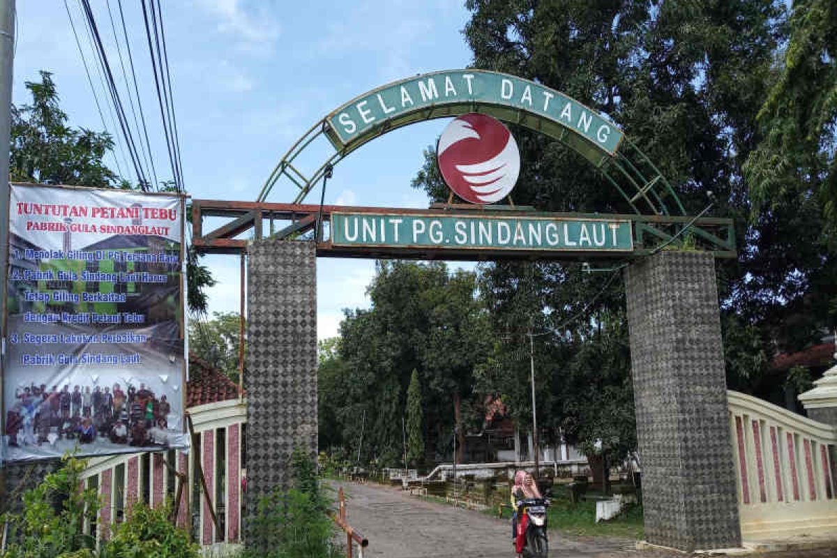 Petani tebu berharap Pabrik Gula Sindanglaut Cirebon tetap beroperasi
