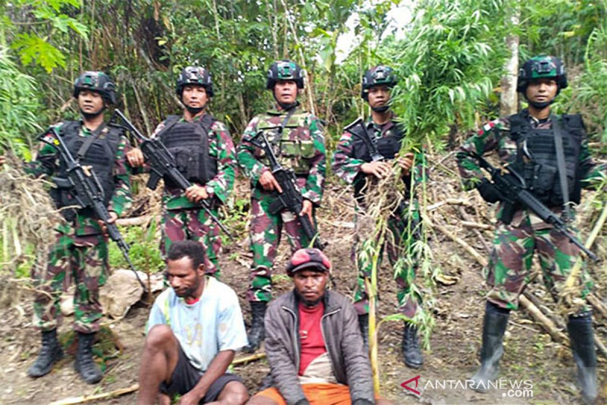 Satuan tugas pengamanan perbatasan RI-PNG amankan ladang ganja