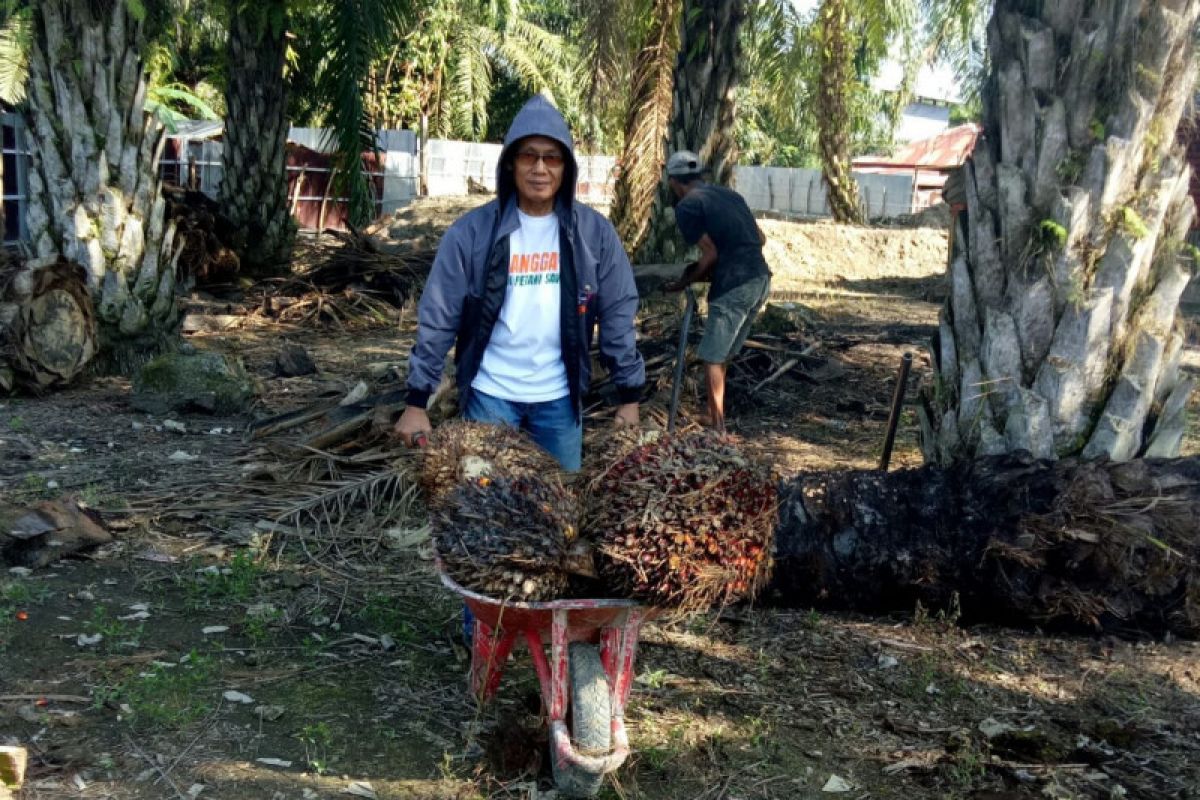 Sulsel segera bangun pabrik pengolahan kelapa sawit di Lutra