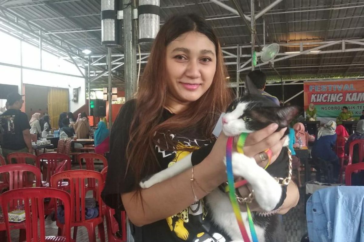Seru, Festival Kucing Kampung di Pontianak hadirkan kontes unik