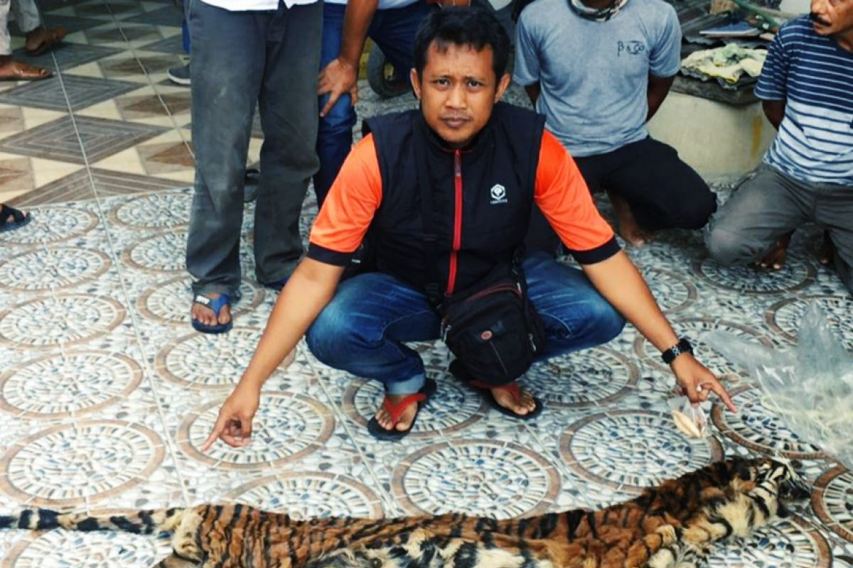 Polda Riau membongkar sindikat perdagangan organ harimau sumatera