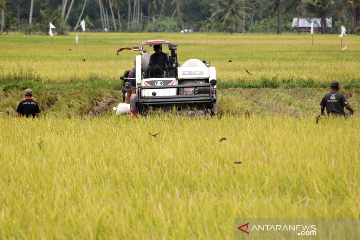 Panen Padi Dengan Mesin Modern