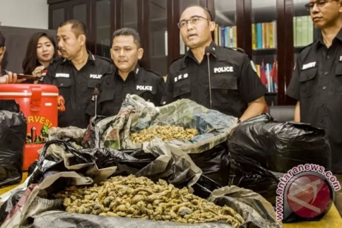 Cegah peredaran "mushroom" melalui desa adat