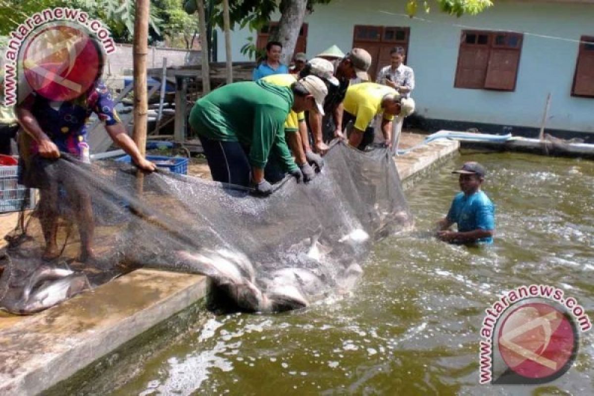 Dinas Perikanan dorong masyarakat Sumsel budi daya ikan