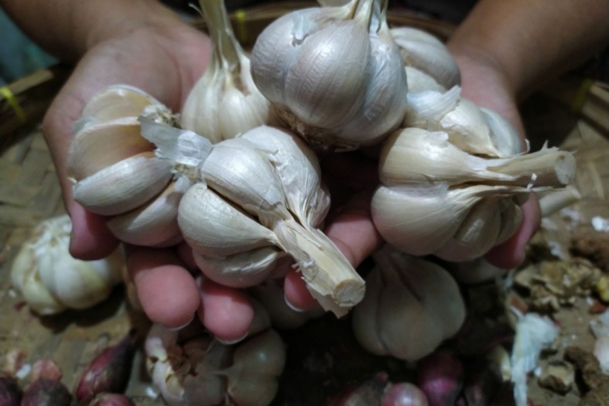 Harga bawang putih di Bandarlampung mulai turun