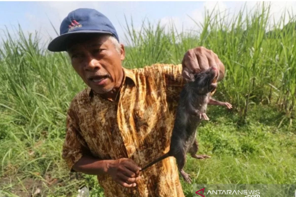 Serangan hama tikus di Flores Timur semakin meluas