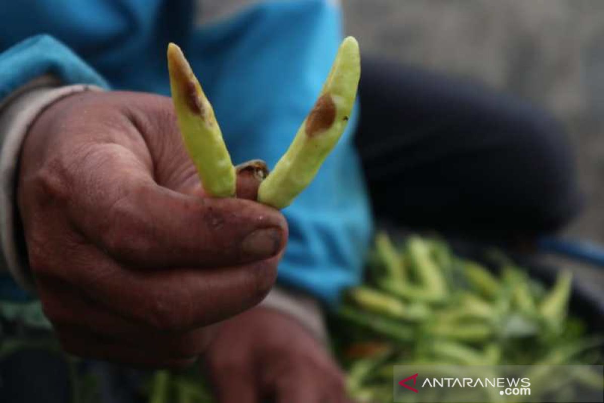 Musim hujan, tanaman cabai di Temanggung diserang patek