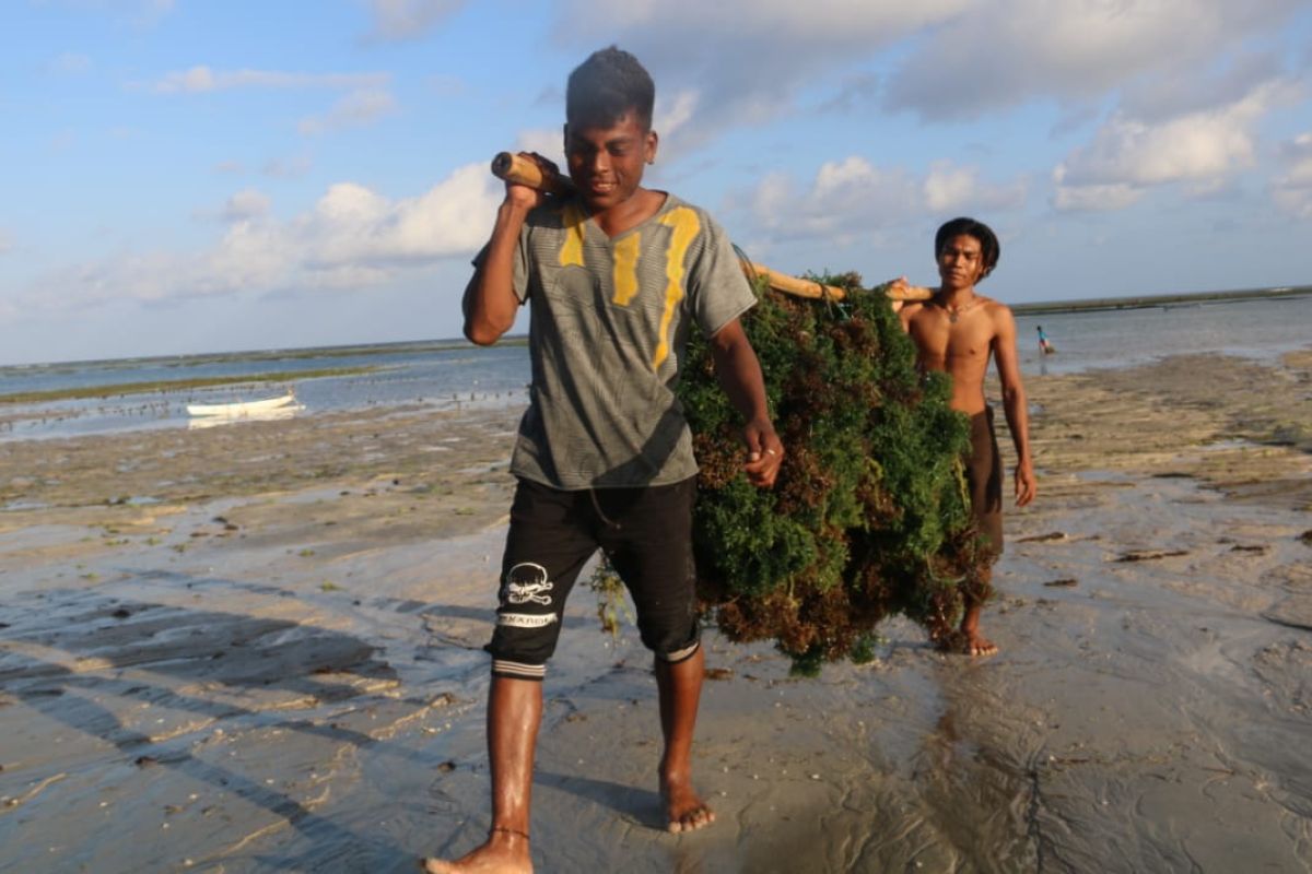 Sumba Timur percontohan industrialisasi rumput laut nasional