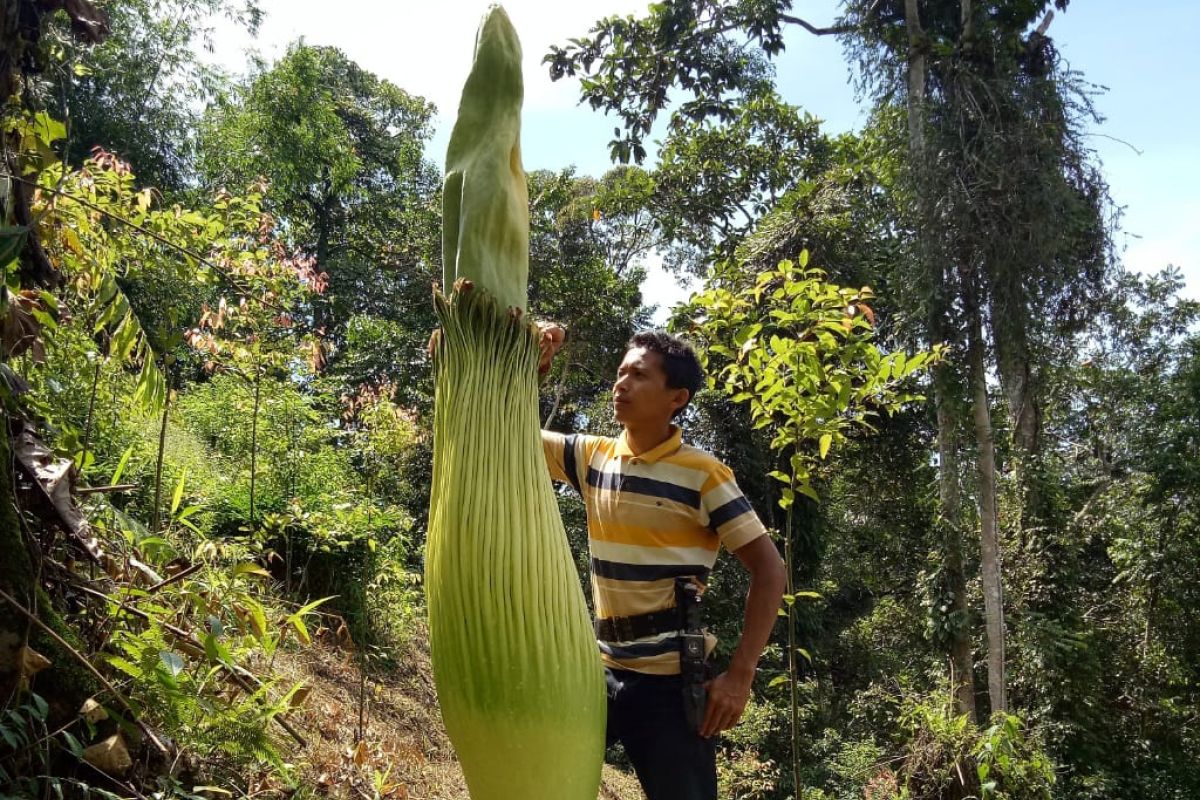 Bunga bangkai setinggi 2,5 meter ditemukan di Koto Rantang Kabupaten Agam