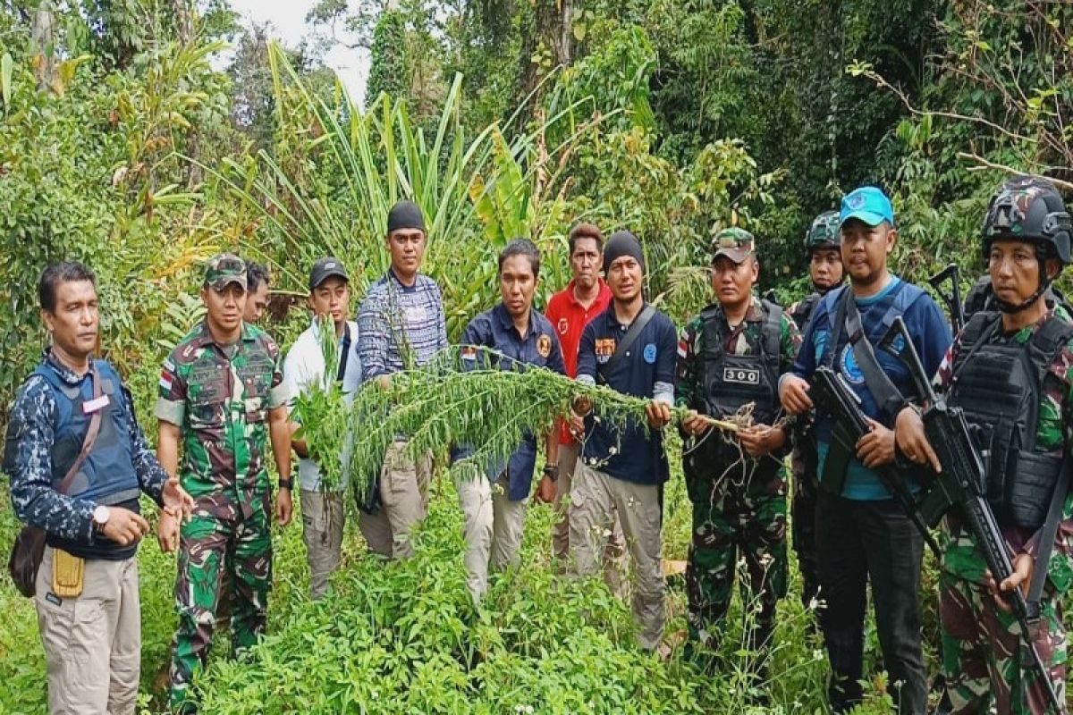 Satgas Pamtas Yonif Raider 300 dan BNNP Papua kembali temukan ladang ganja di Waris