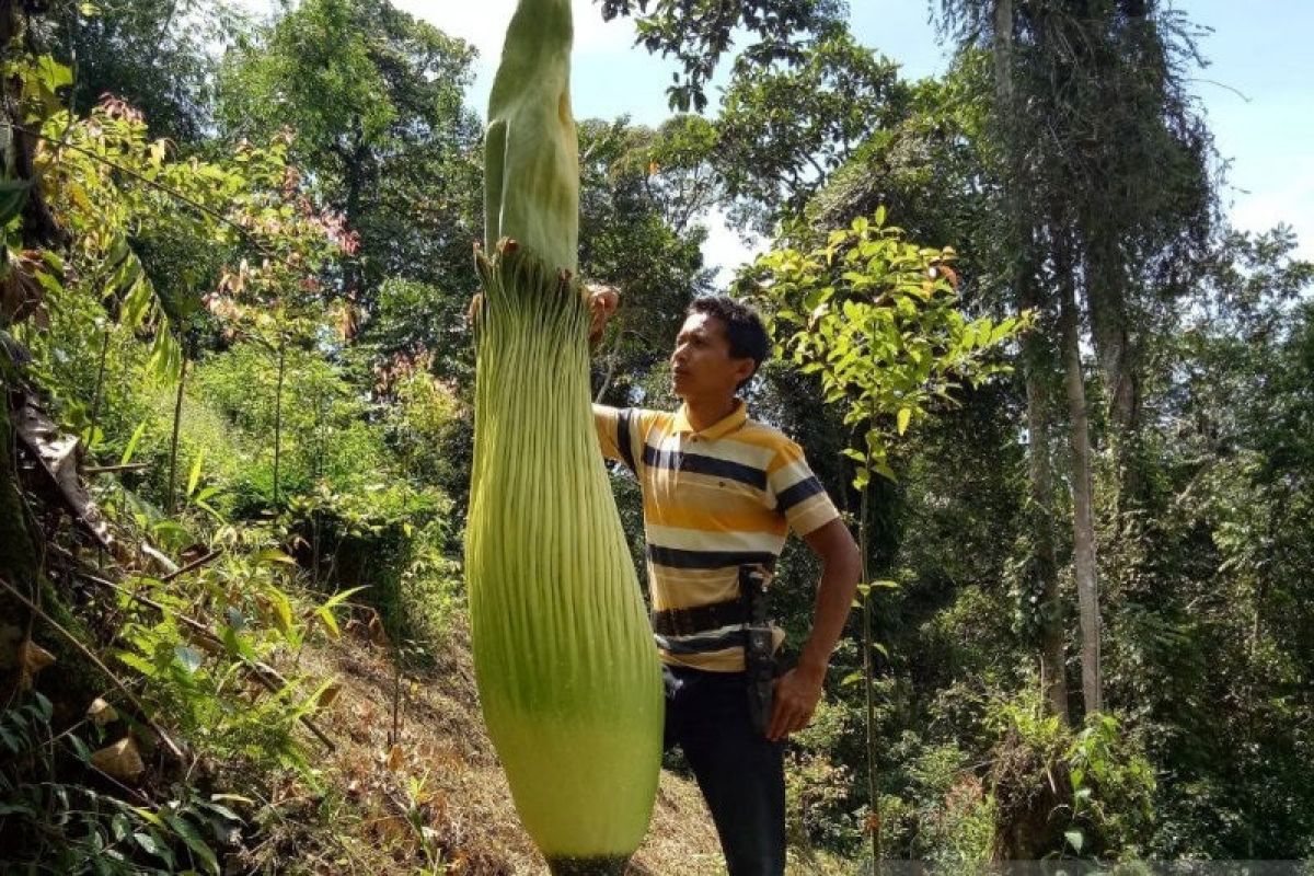 Bunga bangkai setinggi 2,5 meter ditemukan di Koto Rantang Agam, Sumbar