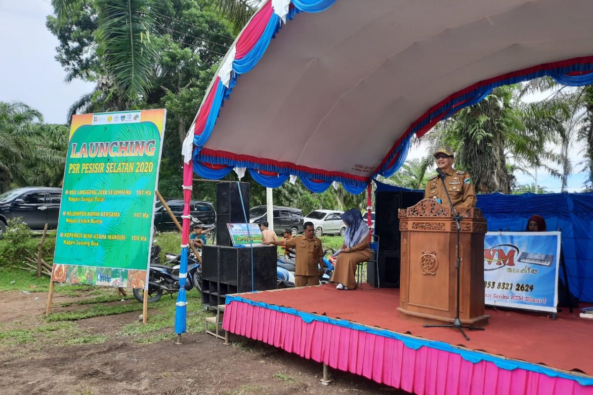 Dibantu Kemenkeu, 358 hektare lahan perkebunan sawit Pesisir Selatan diremajakan