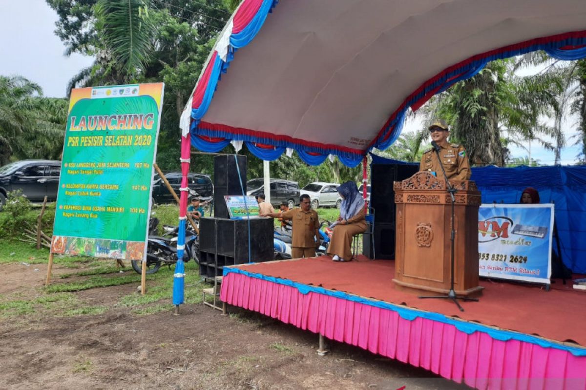 358 hektare perkebunan kelapa sawit Pesisir Selatan diremajakan