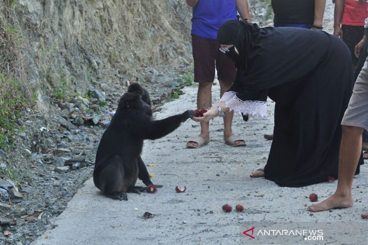 Pengguna jalur kebun kopi beri makan Kera Hitam