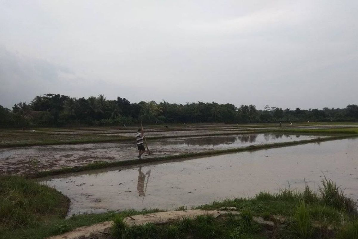 Seluas  lima hektare tanaman padi di Lebak diserang hama tikus