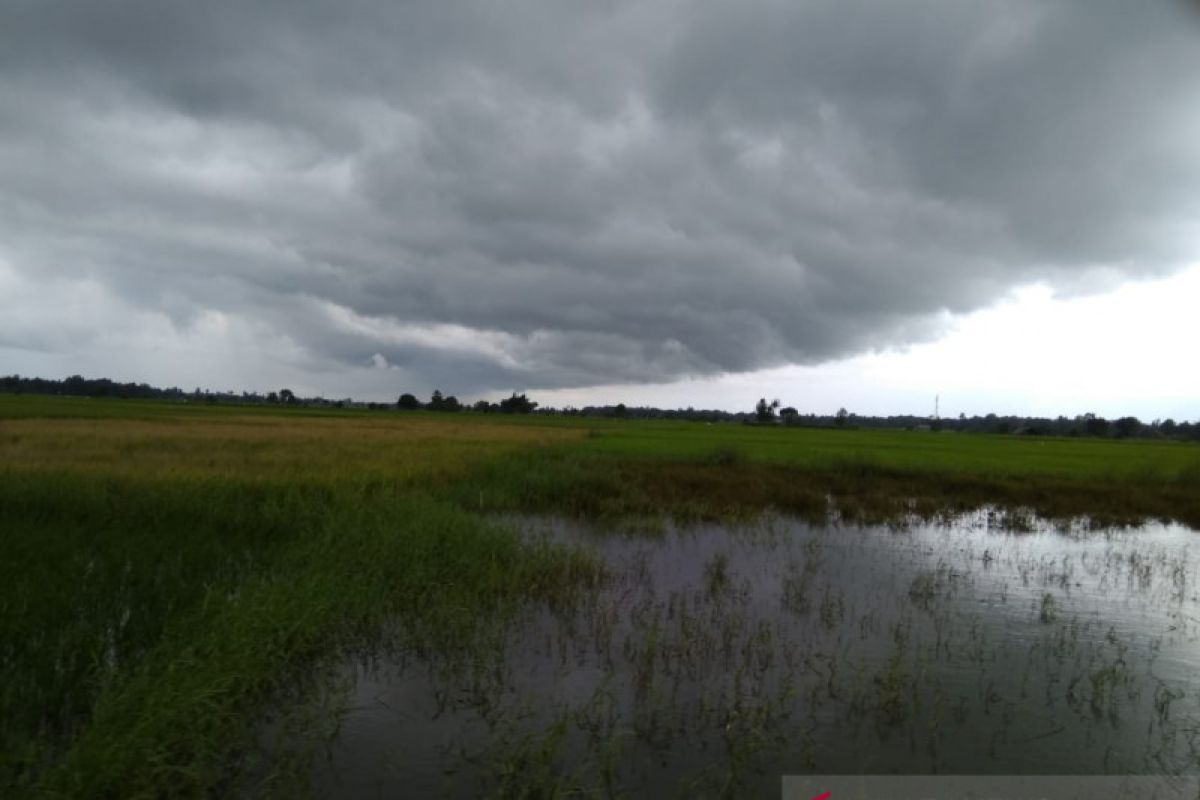 Hujan merata di wilayah utara Sulsel pemicu sawah tergenang