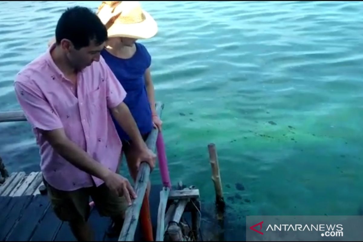 Turis asing batal snorkeling di Bintan akibat limbah minyak hitam
