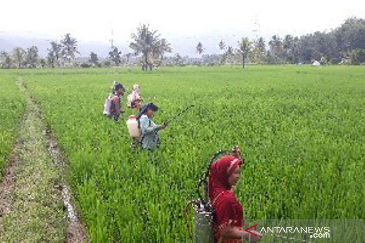 POPT Batang Angkola lakukan Gerdal hama wereng