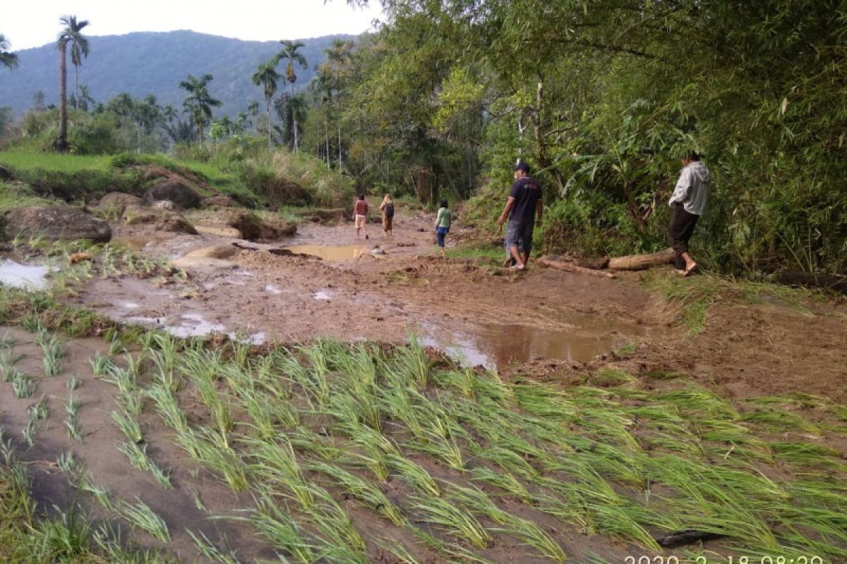 10 hektare sawah di Talamau rusak akibat banjir