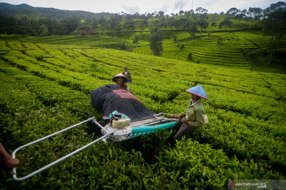 Lebih dari 50 ribu hektar perkebunan teh perlu peremajaan