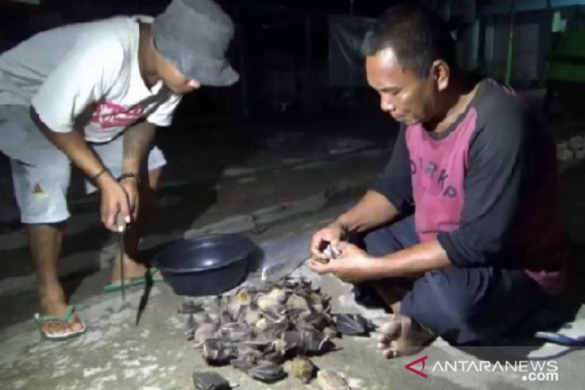 Pemburu "codot" di Ngawi-Jatim tak khawatirkan wabah virus COVID-19