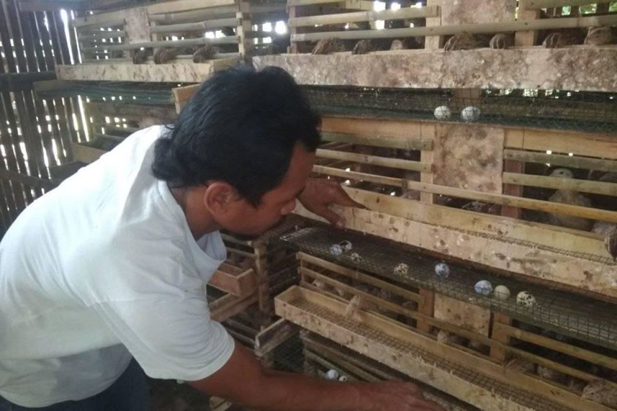 Pembudidaya telur puyuh di Lebak butuh modal