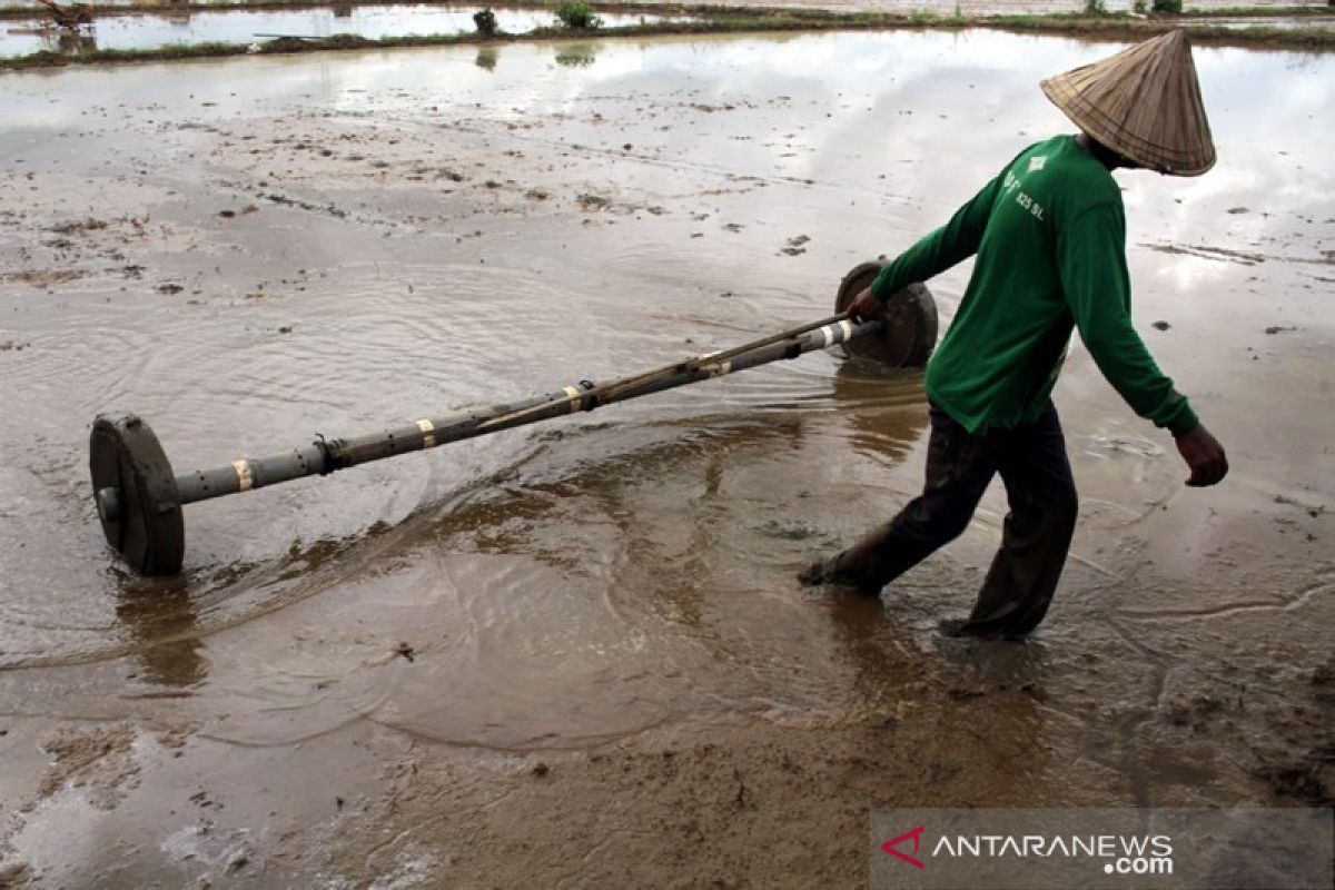 Tanam padi dengan sistem Tabela di Gowa