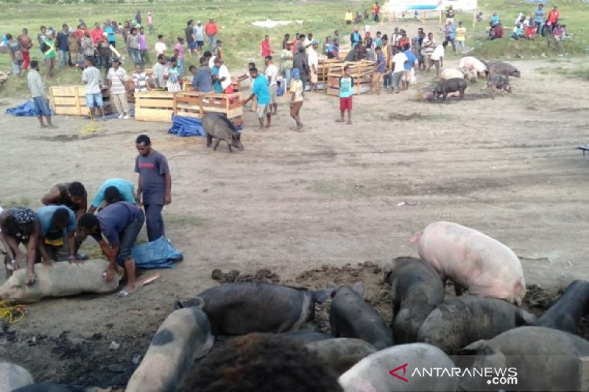 Pemkab Jayawijaya minta ternak babi dipelihara secara sehat