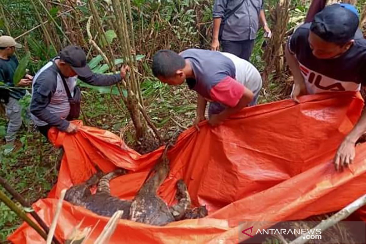 BKSDA : Harimau mati di Bengkulu kena jerat pemburu
